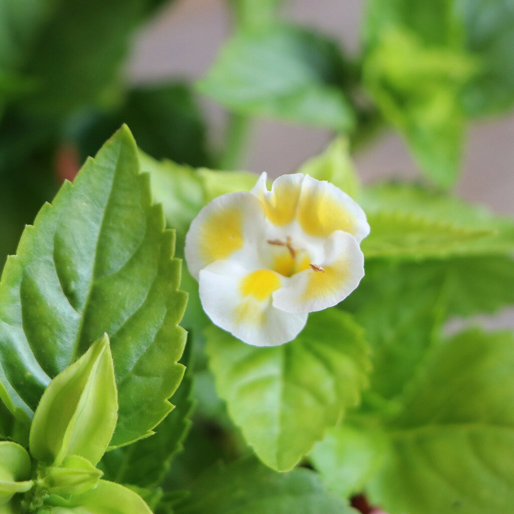 花苗材料（花） - トレニア レモンドロップ 3〜3.5号ポット苗 寄せ植え 鉢植え 花壇 お洒落 おしゃれ 可愛い かわいい 春の花 夏の花 秋の花 花 苗 初心者