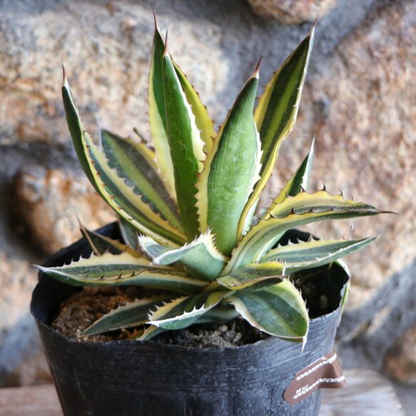 楽天市場】地植え アガベの通販