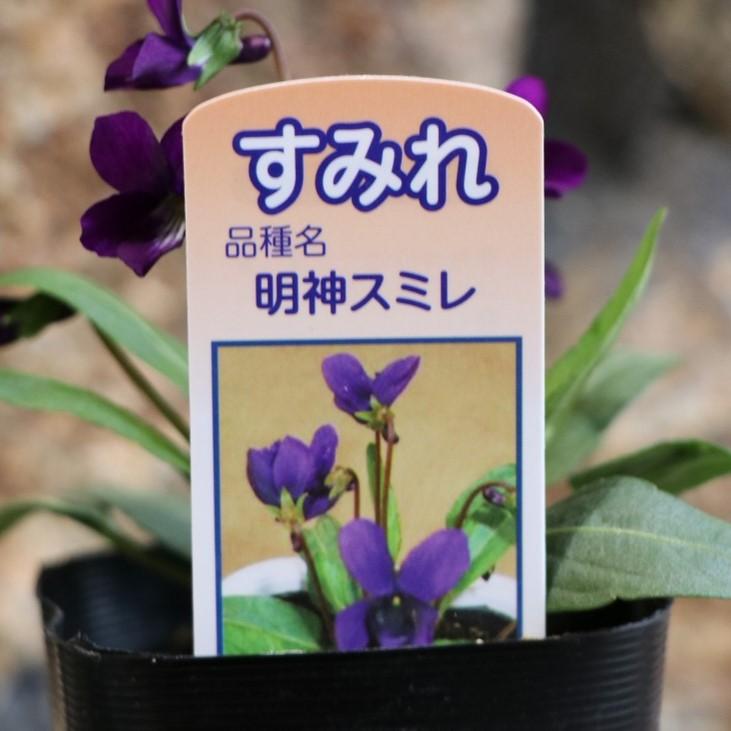 日本スミレ 明神 ミョウジン 3号ポット苗 スミレ 寄せ植え 花壇 鉢植え 山野草 お洒落 オシャレ 可愛い カワイイ 可憐 多年草 春の花 花