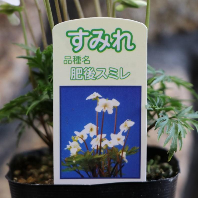 日本スミレ 肥後 ヒゴ 3号ポット苗 スミレ 寄せ植え 花壇 鉢植え 山野草 お洒落 オシャレ 可愛い カワイイ 可憐 多年草 春の花 花