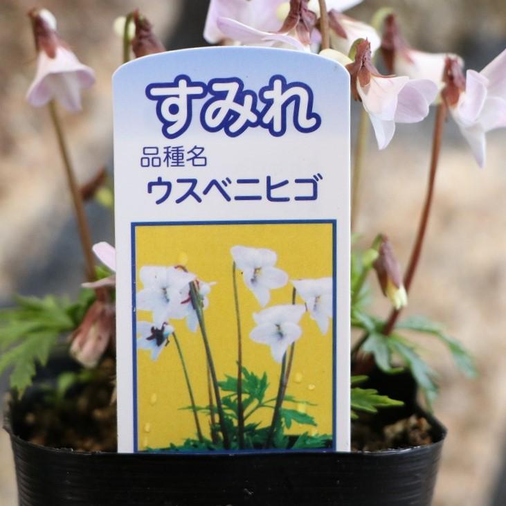 日本スミレ 薄紅肥後 ウスベニヒゴ 3号ポット苗 スミレ 寄せ植え 花壇 鉢植え 山野草 お洒落 オシャレ 可愛い カワイイ 可憐 多年草 春の花 花
