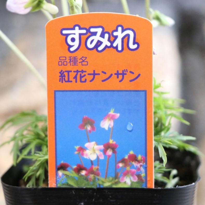 日本スミレ 紅花南山 ベニバナナンザン 3号ポット苗 スミレ 寄せ植え 花壇 鉢植え 山野草 お洒落 オシャレ 可愛い カワイイ 可憐 多年草 春の花 花