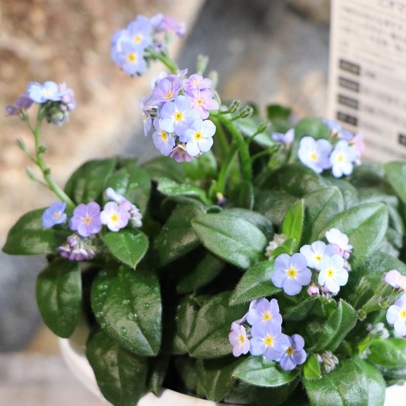 大輪 忘れな草 ミオソティス ミオマルク 4号鉢 ワスレナグサ 寄せ植え 花壇 鉢植え お洒落 オシャレ 可愛い ブルー 青 青い花 多年草 春の花 花