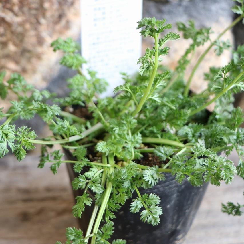 オルレア ホワイトレース 3.5号ポット苗 オルラヤ オルレイヤ 寄せ植え 花壇 鉢植え お洒落 オシャレ 可愛い カワイイ イングリッシュガーデン 春の花 花のサムネイル