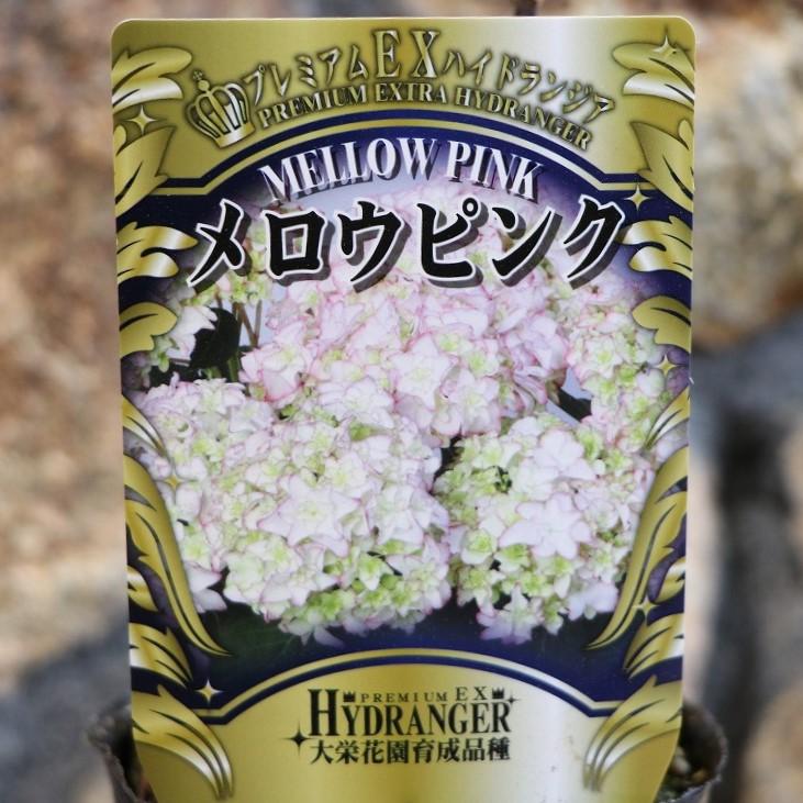アジサイ メロウピンク 3.5号ポット苗 ハイドランジア プレミアムハイドランジア 紫陽花 大栄花園 植木 苗木 寄せ植え 鉢植え 地植え お洒落 オシャレ 可愛い カワイイ 落葉樹 「メロウピンク」は、淡いピンクの縁取りが、白の花弁の美しさを際立たせる上品で美しい新品種です♪ 農林水産大臣賞やジャパンフラワーセレクションなど数々の賞を受賞している大栄花園さんが育種した稀少価値の高いプレミアムアジサイです。 育てる楽しみも味わえる苗木です。 ※生き物につき、状態は日々変化します。 3.5号（直径10.5cm) ビニールポット植えです。 ※写真はイメージです。お届け時の生育状況には個体差があります。写真と異なることがありますので、ご了承ください。 ※実店舗でも併売しています。在庫切れの際はご了承ください。 ■科名　ユキノシタ（アジサイ）科 ■原産地　日本 ■背丈　30〜200cm ■タイプ　落葉低木 ■花期　6月〜8月 栽培方法： アジサイは、世界で広く親しまれている日本産の落葉低木で、梅雨どきに咲く代表的な花木です。丈夫で育てやすく、直射日光に当てないようにと乾燥しないように気をつければ鉢植えでも庭植えでも容易に栽培することができます。花色は、土壌の酸性度に影響されます。青色の花は酸性土壌でよく発色するので過リン酸石灰や硫安を施すとよく、赤色の花は、消石灰や苦土石灰を施し中性から弱アルカリ性にするとよく発色します。