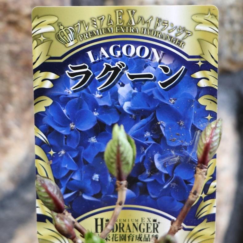 アジサイ ラグーン 3.5号ポット苗 ハイドランジア プレミアムハイドランジア 紫陽花 大栄花園 植木 苗木 鉢植え 地植え お洒落 オシャレ 可愛い カワイイ 落葉樹