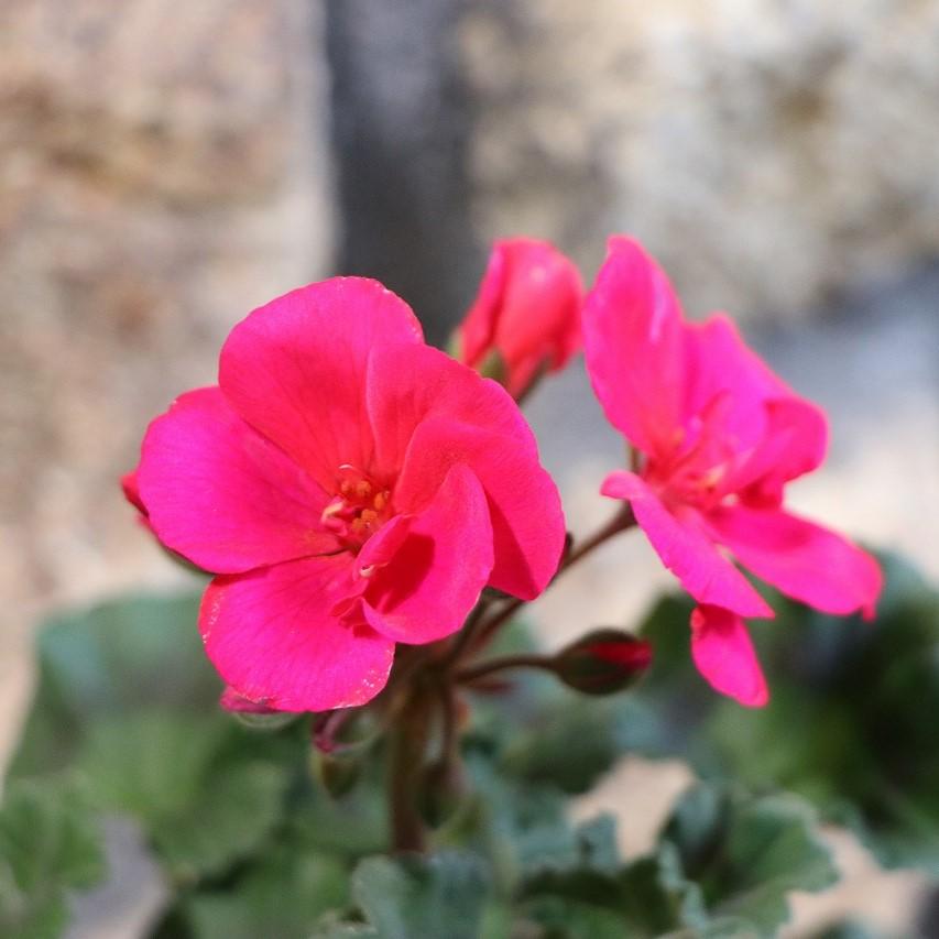 ゼラニウム ムーンライト トゥンバオ エキストラピンク (ローズピンク) 3.5号ポット苗 ゼラニューム 寄せ植え 花壇 鉢植え お洒落 オシャレ 可愛い 春の花 花のサムネイル