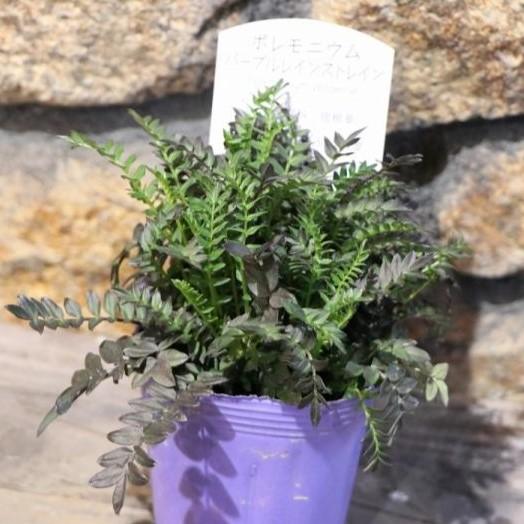 ポレモニウム パープルレインストレイン 3～3号ロングポット苗 西洋ハナシノブ 寄せ植え 花壇のサムネイル