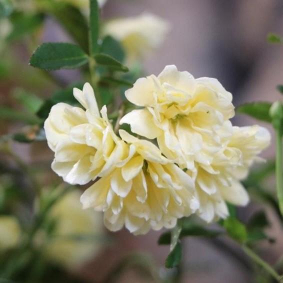 花苗材料（花） - 八重咲き モッコウバラ 黄花 5号鉢