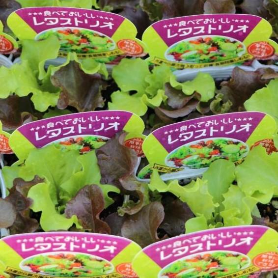 食べくらべ レタストリオ 3.5号ポット苗