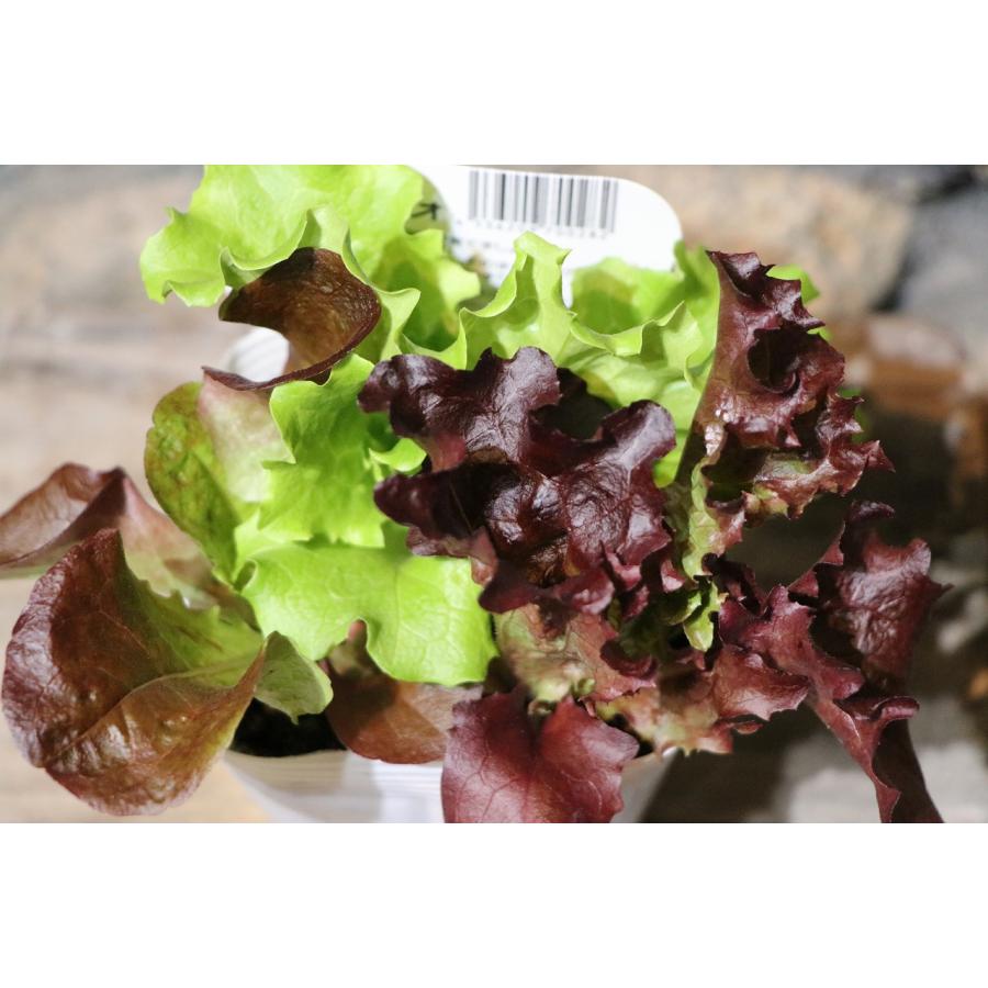 ���٤���� �쥿���ȥꥪ 3.5��ݥå���