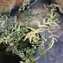 斑入り ハゴロモジャスミン ミルキーウェイ 2.5〜3号ポット苗 寄せ植え 花壇 カラーリーフ