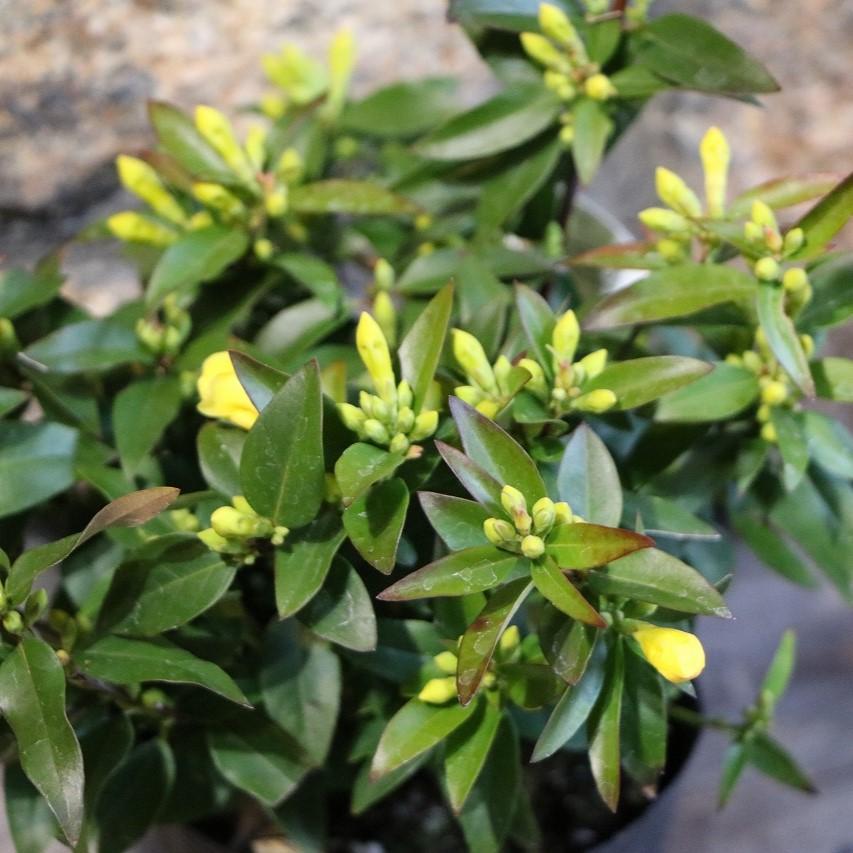 カロライナジャスミン 3.5号ポット苗 寄せ植え 花壇 鉢植え お洒落 オシャレ 可愛い カワイイ 春の花 冬の花 花 カロライナジャスミンは、つる性で目を引く黄色いお花を枝いっぱいに咲かせ、甘い香りがあたり一面に広がります♪ アメリカのカ...