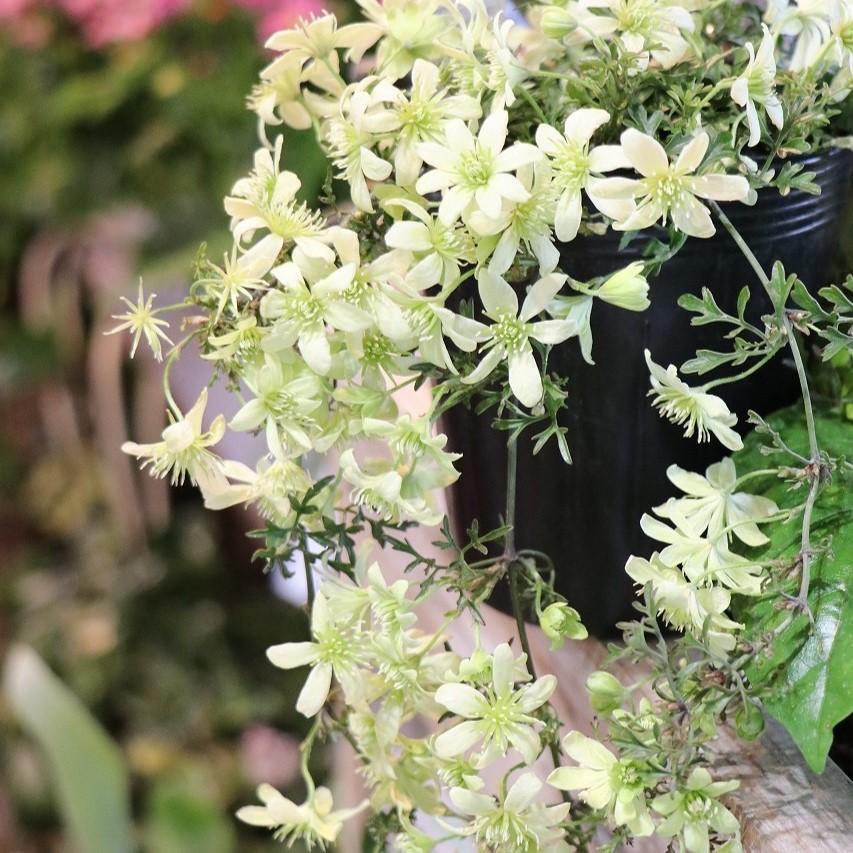楽天市場】かわいい(種類(植物)クレマチス)(花の苗物|苗物 楽天市場】かわいい(種類(植物)クレマチス)(花の苗物|苗物