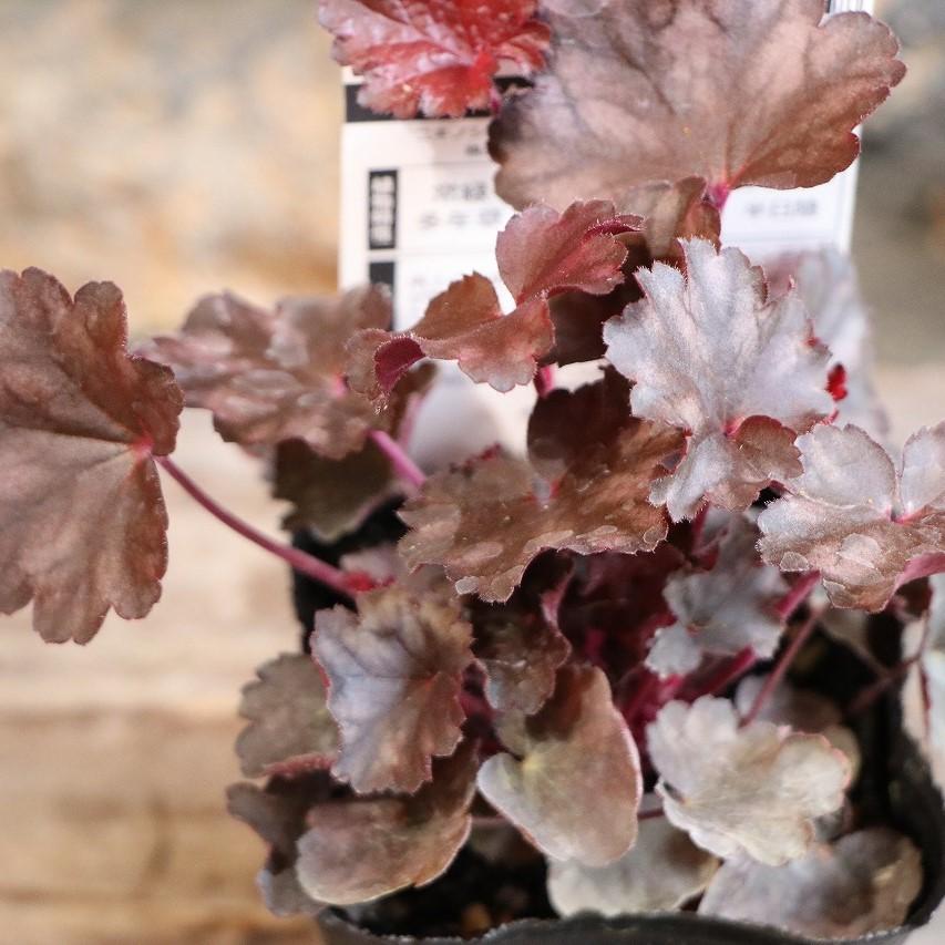 ハルディン ヒューケラ ファイヤーチーフ 3号ポット苗 Jardin 寄せ植え 花壇 鉢植え お洒落 オシャレ シック シェードガーデン 日陰 カラーリーフ 夏の花 花のサムネイル