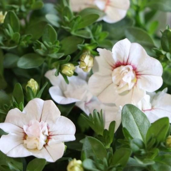 八重咲き カリブラコア ウノダブル ホワイトピンクベイン 3.5号ポット苗 寄せ植え 花壇のサムネイル