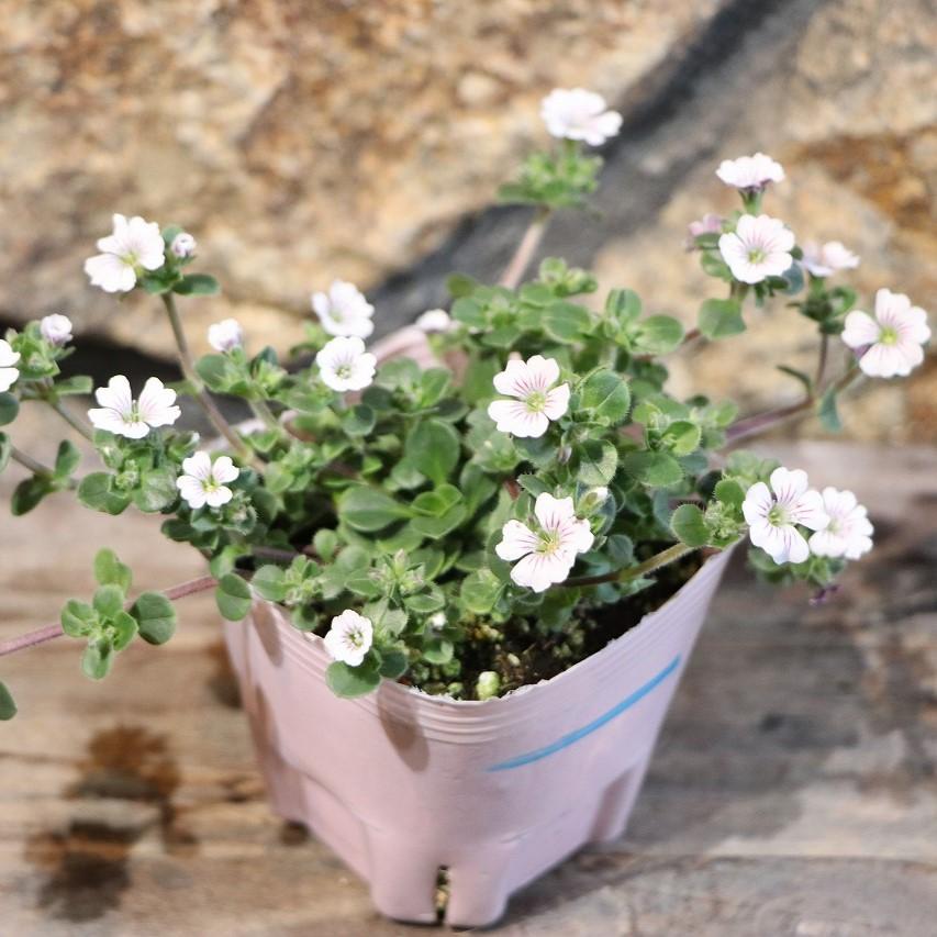 樂天商城 - カーペットカスミソウ 3号ポット苗 オノエマンテマ 寄せ植え 花壇 鉢植え お洒落 オシャレ 可愛い カワイイ 春の花 花