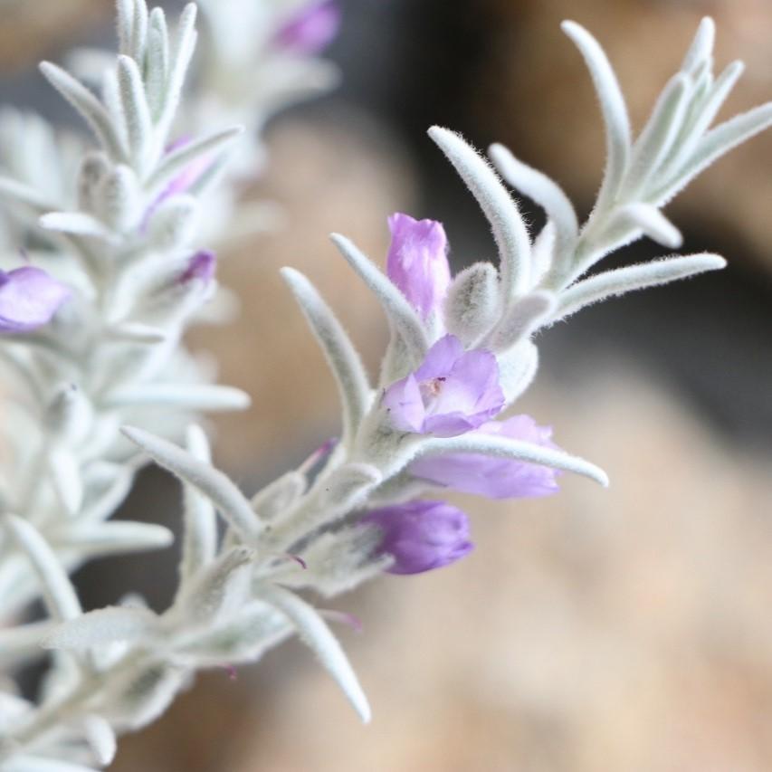 エレモフィラ スノークリスタル 2.5〜3号ポット苗 寄せ植え 花壇 カラーリーフ