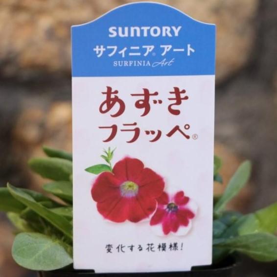 サントリー サフィニアアート あずきフラッペ 3号ポット苗 ペチュニア 寄せ植え 花壇のサムネイル