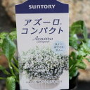 サントリー アズーロコンパクト スノー・ホワイト・スノー 3.5号ポット苗 ロベリア 寄せ植え 花壇
