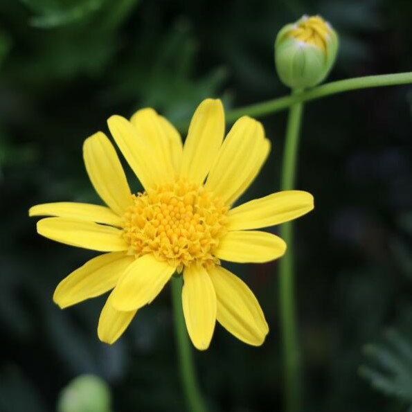 ユリオプスデージー ボビー 3号ポット苗  花壇 鉢植え お洒落 オシャレ 冬の花 春の花 花 カラーリーフ