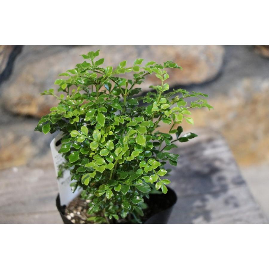 樂天商城 - シマトネリコ 3号ポット苗 トネリコ 植木 苗木 常緑樹 観葉植物