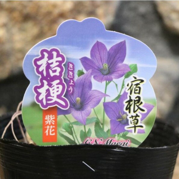 キキョウ 紫花 大株 3.5〜4号ポット苗 桔梗 宿根草