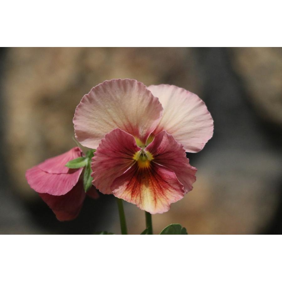 パンジー キューティーアプリコット 3号ポット苗 寄せ植え 花壇のサムネイル