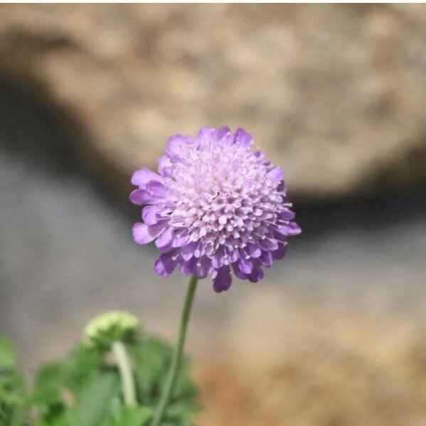 スカビオサ ブルー 3号〜3.5号ポット苗 寄せ植え 花壇のサムネイル