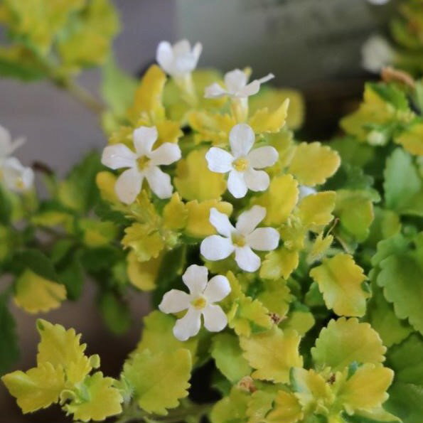 斑入り バコパ バリエガータ 2.5〜3号ポット苗 寄せ植え 花壇のサムネイル