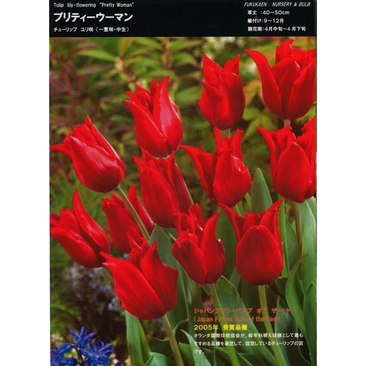 【球根・バラ球】 一重咲きチューリップ ユリ咲き プリティーウーマン 1球