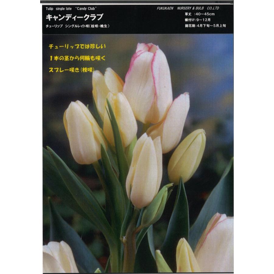 【球根・バラ球】 一重咲きチューリップ シングルレイト咲き キャンディークラブ 1球