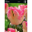 【球根・バラ球】 一重咲きチューリップ パーロット咲き カバナ 1球 その1