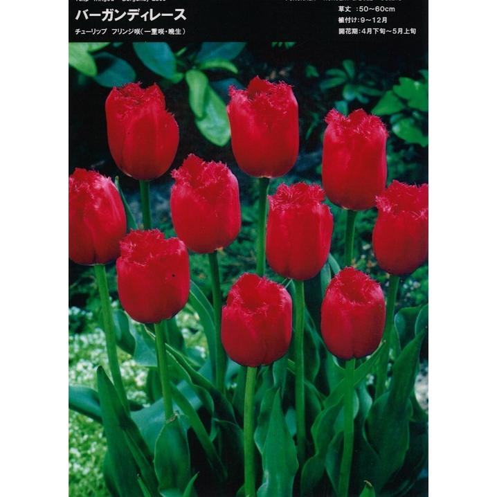 【球根・バラ球】 一重咲きチューリップ フリンジ咲き バーガンディレース 1球