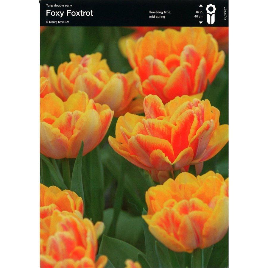 ꡼ץ饶ĹŷԾŹ㤨֡ڵ庬Х Ȭź餭塼å ֥륢꡼餭 եեåȥå 1פβǤʤ176ߤˤʤޤ