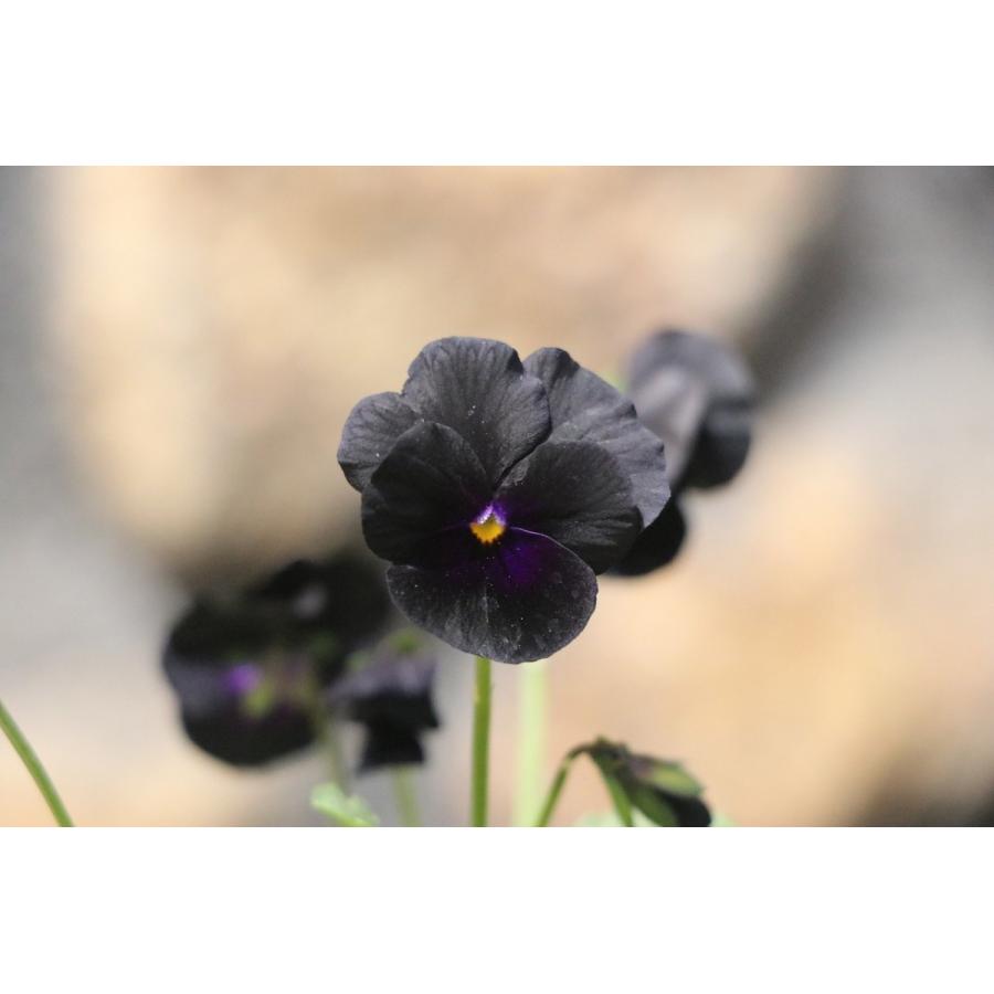 ビオラ ブラックデライト 3号ポット苗 寄せ植え 花壇のサムネイル