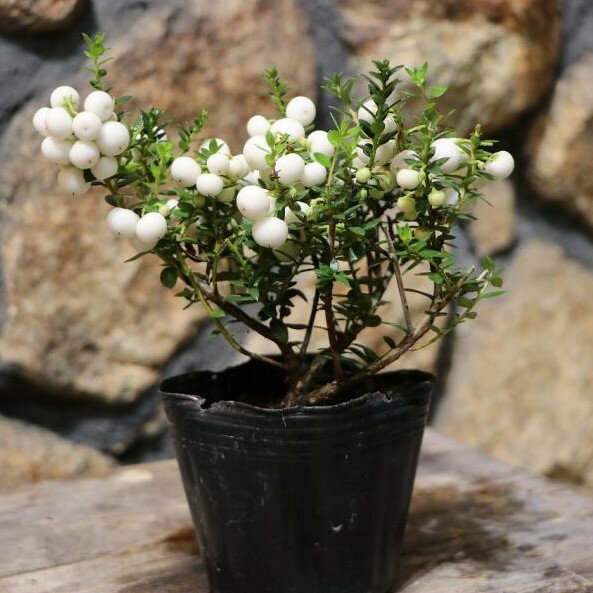 パールツリー (ハッピーベリー) ホワイト 3号ポット苗 寄せ植え 花壇