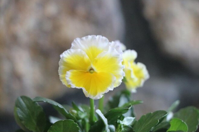 フリル咲き ビオラ エッグタルト 3.5号ポット苗 寄せ植え 花壇　希少種　花苗　冬の花のサムネイル