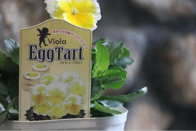 フリル咲き ビオラ エッグタルト 3.5号ポット苗 寄せ植え 花壇　希少種　花苗　冬の花