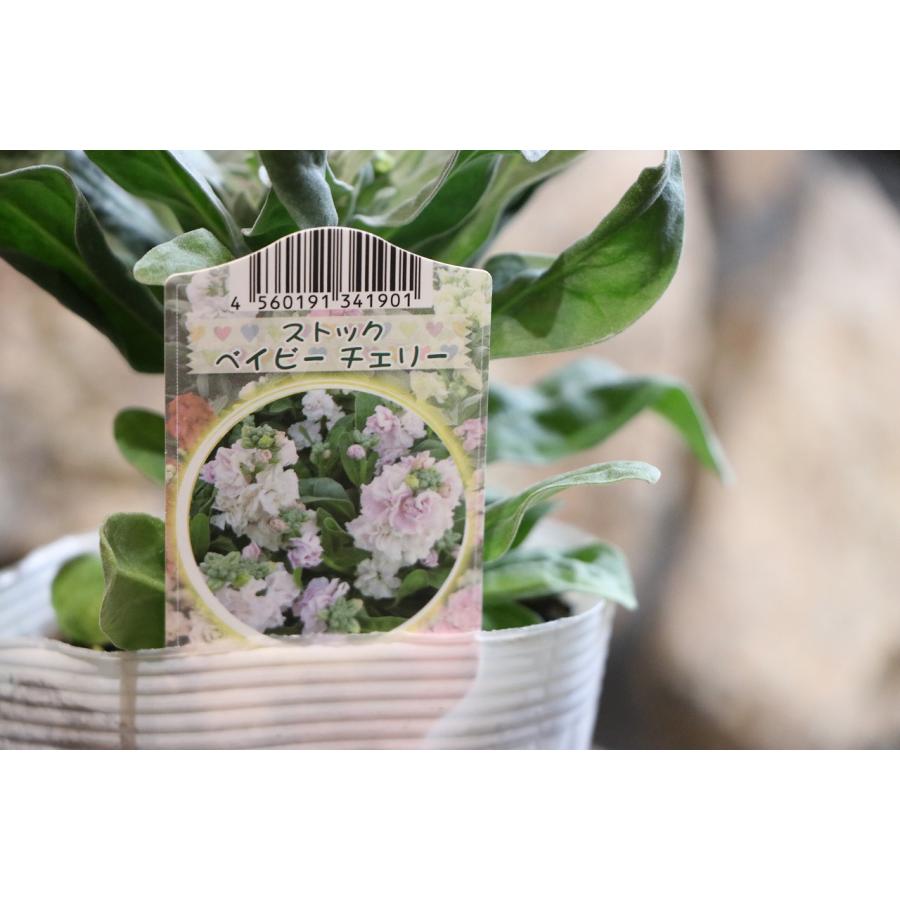 八重咲きストック チェリー　3.5号ポット苗 寄せ植え 花壇 八重咲き 豪華 ストック 　チェリー　カラフ..