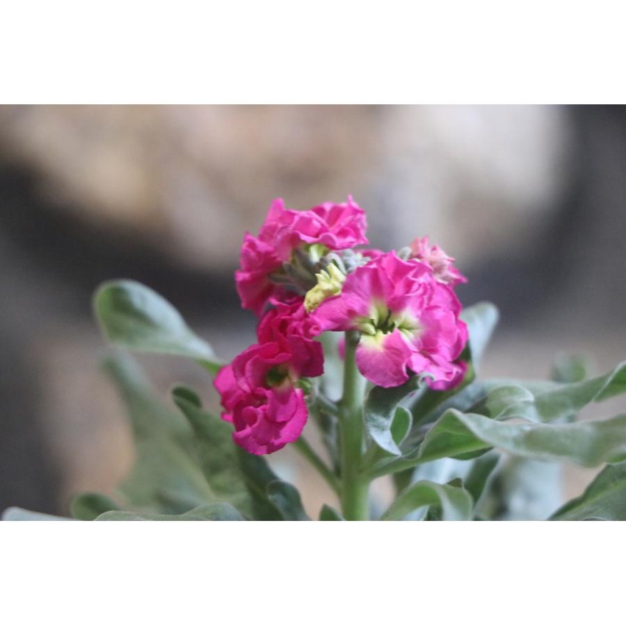 Ȭ�ź餭���ȥå� ��������3.5��ݥå��� �󤻿��� ���� Ȭ�ź餭 ��� ���ȥå� ��������������ե롡 �֡��ߤδ󤻿������ԥ󥯤β�