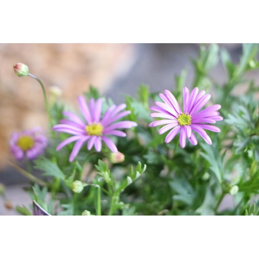 栄養系ブラキカム ブラスコバイオレット 3.5号ポット苗 寄せ植え 花壇