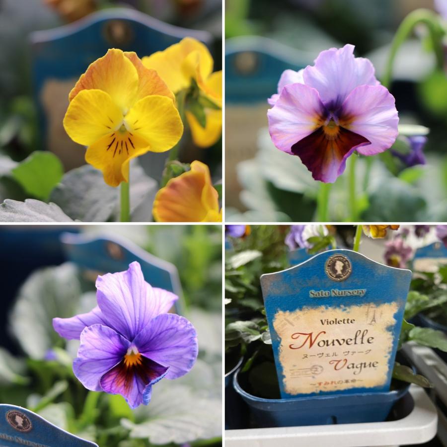 ビオラ ヌーヴェルヴァーグ アソート 3.5号ポット苗 NouvelleVague 寄せ植え 花壇