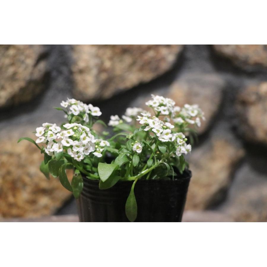 ����å��� �ۥ磻�� 2.5��3��ݥå��� �󤻿��� ���š��ߤδ󤻿������ߤβ���