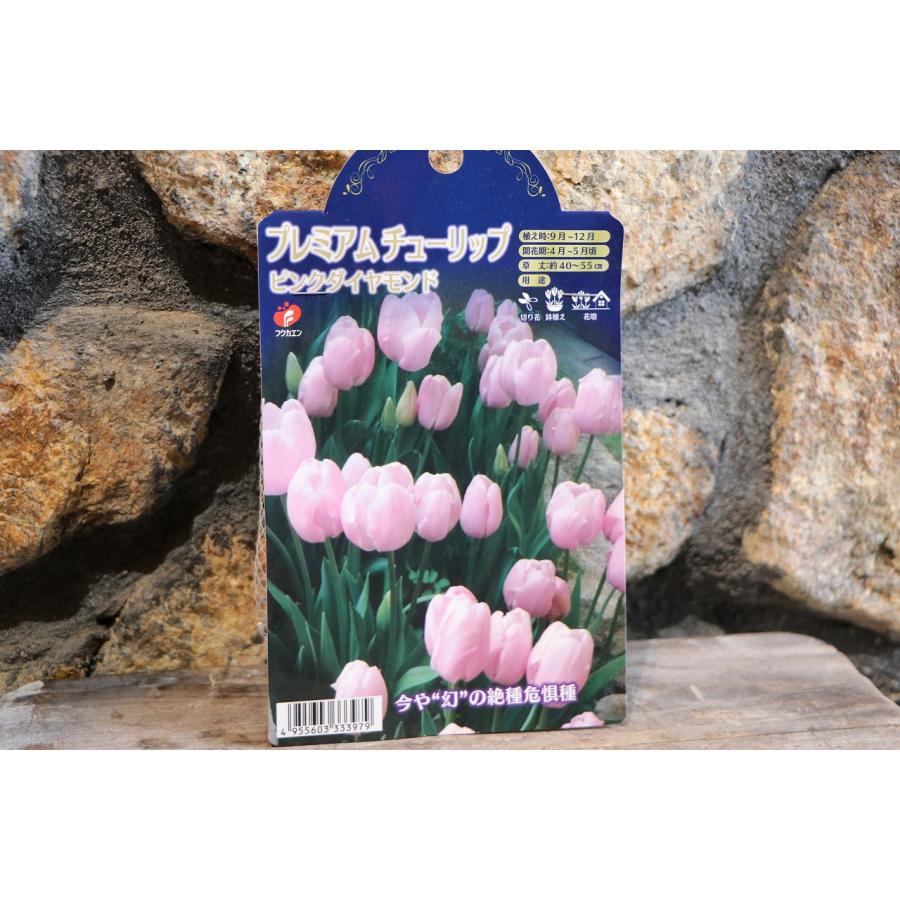 【球根】 一重咲きチューリップ シングルレイト咲き ピンクダイヤモンド 3球入のサムネイル