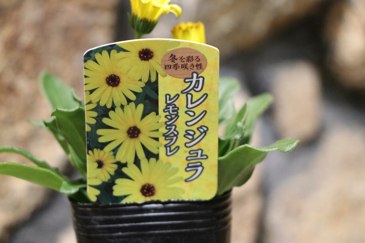 カレンジュラ レモンスフレ 2.5〜3号ポット苗 キンセンカ 寄せ植え 花壇