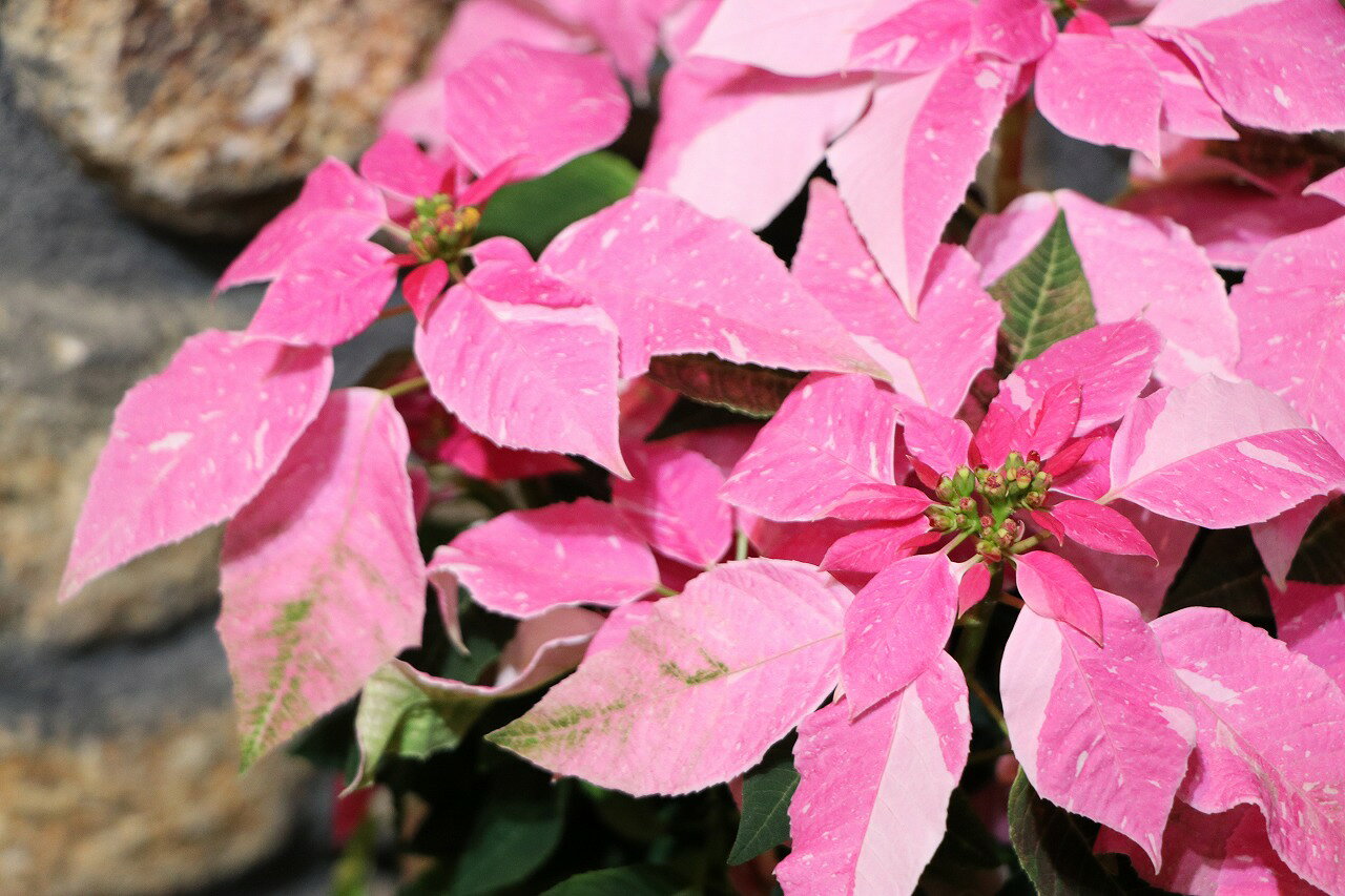 サントリー 斑入り プリンセチア スノーピンク 4号鉢 鉢花 ギフト 希少のサムネイル