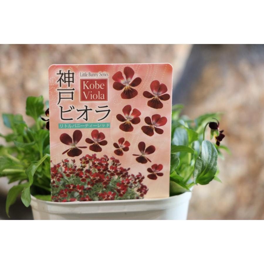 神戸ビオラ リトルバニーティーレッド 3.5号ポット苗 寄せ植え 花壇のサムネイル