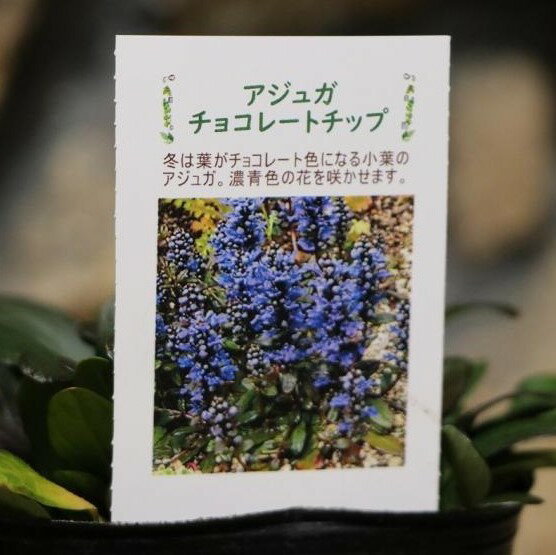 樂天商城 - アジュガ チョコレートチップ 3.5号ポット苗 寄せ植え 花壇 カラーリーフ