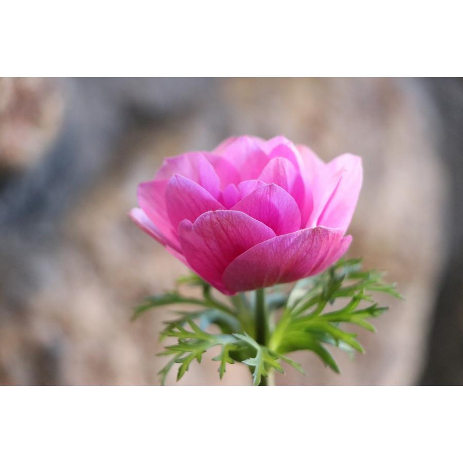 一重咲き アネモネ ポルト ピンク 3.5号ポット苗 寄せ植え 花壇